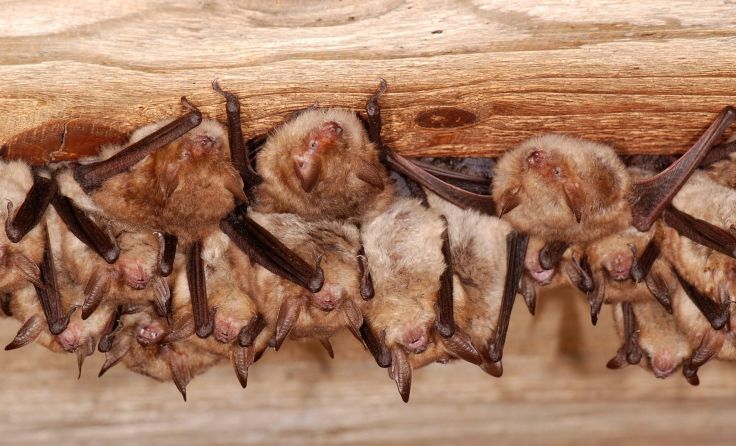 Wimperfledermäuse. Foto: Forstmeier