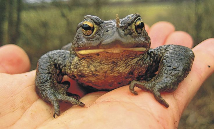 Erdkröten sind im Naturpark Obst-Hügel-Land heimisch. Foto: Kropfberger