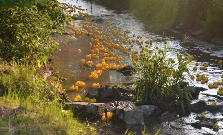 Wessen Entchen bewältigt die Strecke auf der Polsenz am schnellsten?