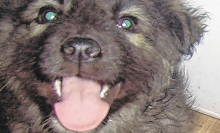 1) Wolfspitz Axi