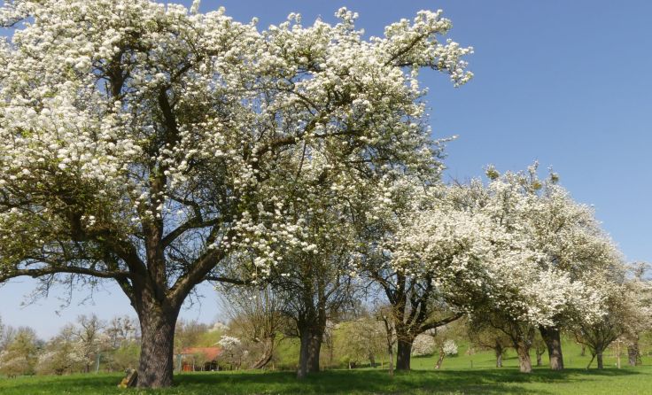 Der Naturpark präsentiert sich gerade von seiner schönsten Seite. Foto: Naturpark Obst-Hügel-Land