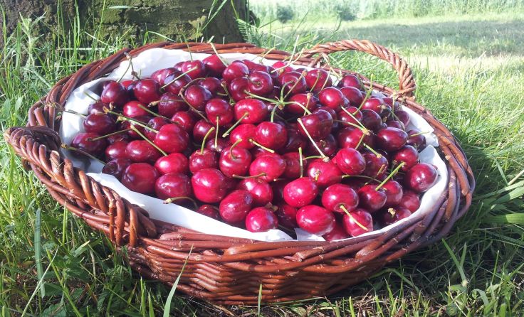 Foto: Naturpark Obst-Hügel-Land