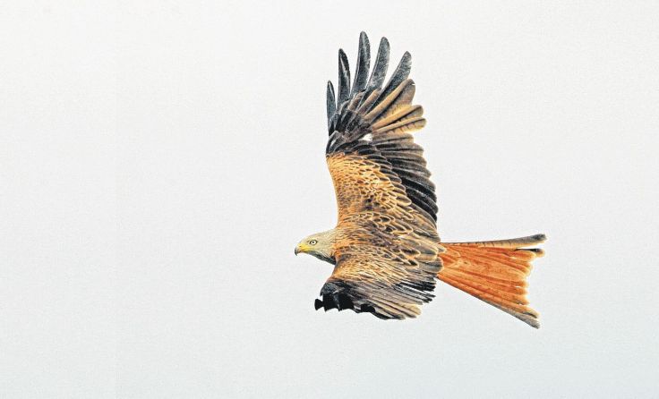 Der Rotmilan gehört zu den meist gefährdeten Vogelarten Österreichs. Foto: Michael Dvorak