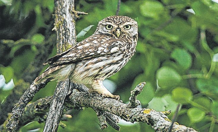 Der Steinkauz ist die kleinste Eule, die in unserer Region brütet. Foto: Josef Limberger