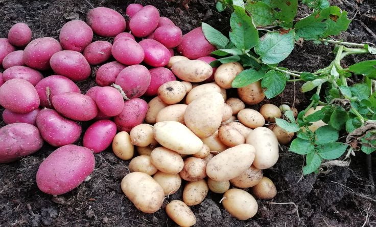 Erdäpfel aus Oberösterreich schmecken in allen Formen und Farben. Foto: LK OÖ