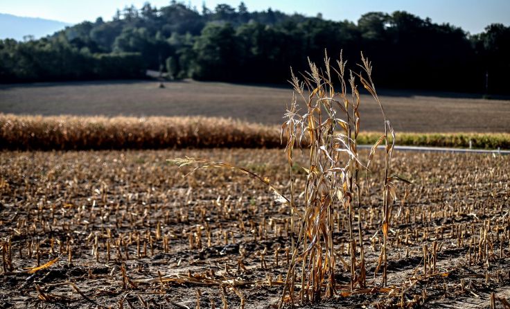 Ausgetrocknete Wiesen und Felder prägen die Landschaft. Foto: Volker Weihbold