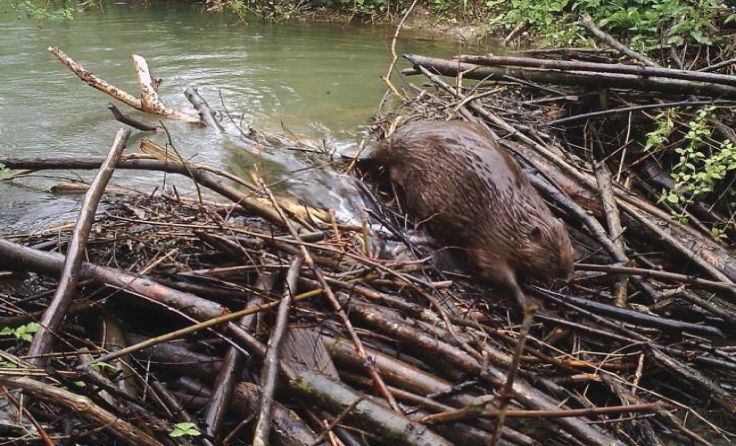 Dem Biber auf der Spur. Foto: Bernhard Schön