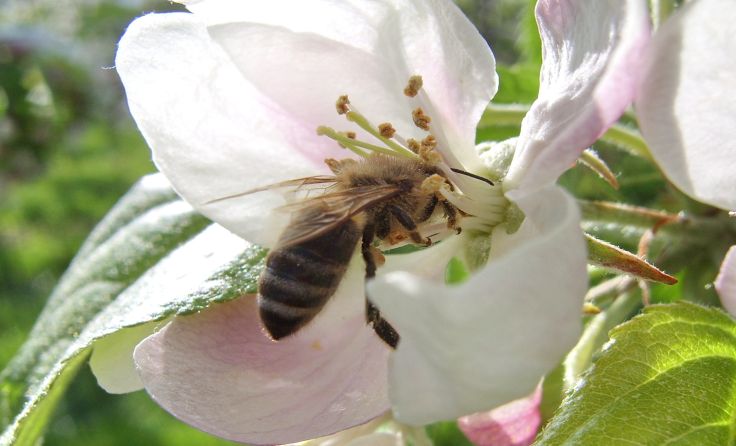 Eine Honigbiene auf einer Apfelblüte. Foto: Naturpark