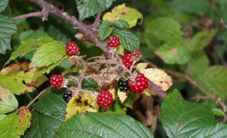 Heimische Beeren sind gut fürs Immunsystem. Foto: Naturpark Obst-Hügel-Land