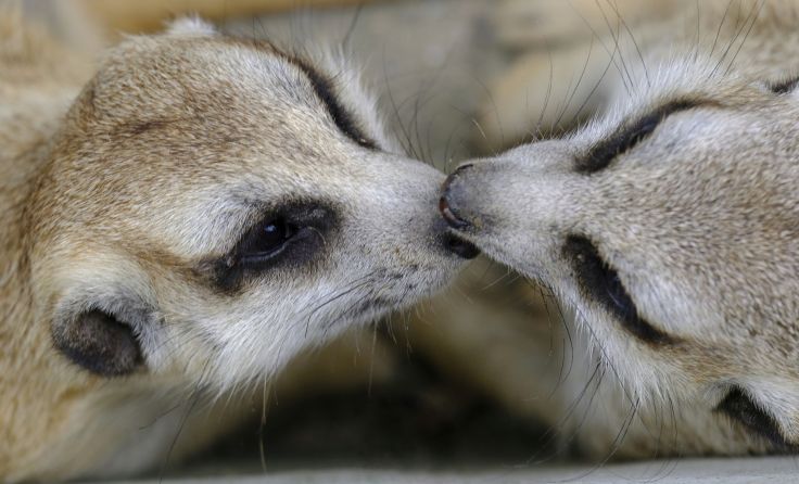 „Wie Tiere lieben“ erfährt man im Linzer Zoo. Foto: noninat/Shutterstock.com