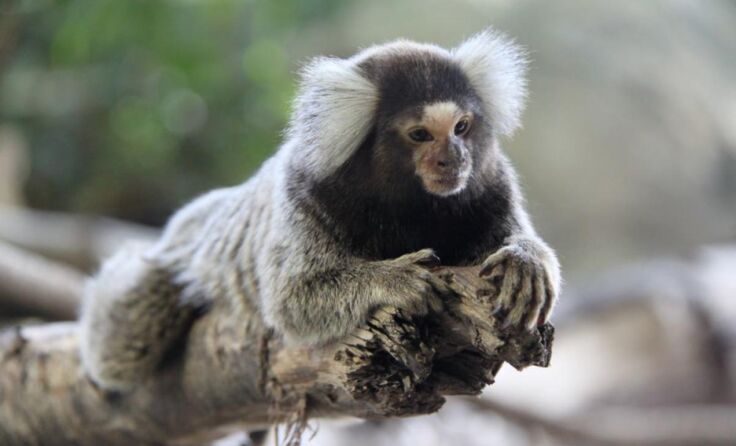 Die Bewohner des Tropenhauses können vom Wohnzimmer aus besucht werden. (Foto: Zoo Linz)