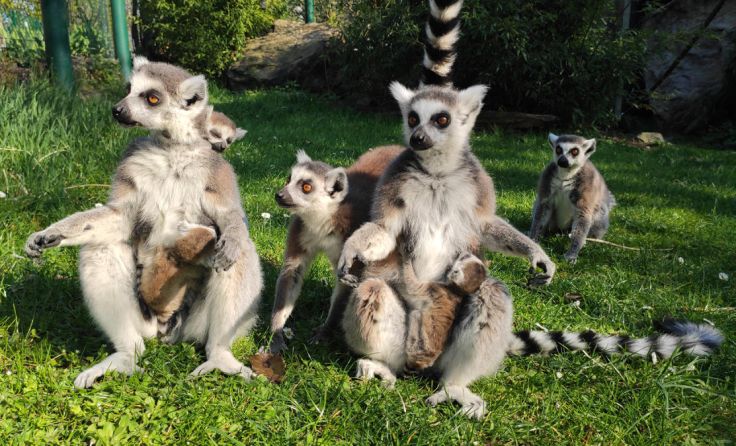 Familie Katta ist nach Ehedifferenzen wieder vereint. (Foto: Zoo Linz)