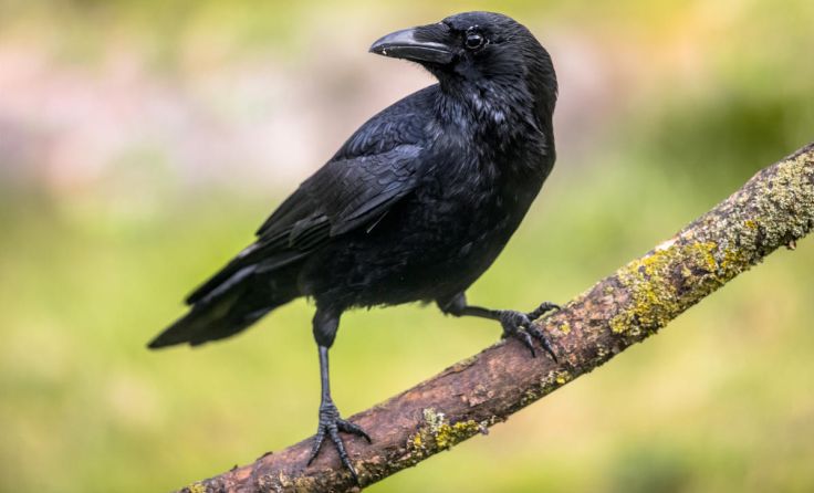 (Foto: Rudmer Zwerver/Shutterstock.com)