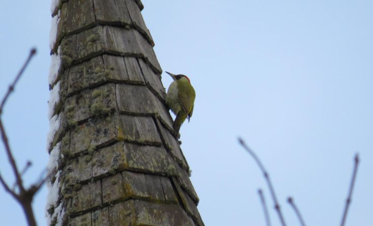 Ein Grünspecht am Kirchturm (Foto: naturbeobachtung.at/Marina Pirker)