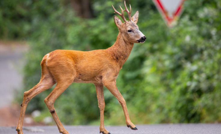 (Foto: WildMedia/Shutterstock.com)