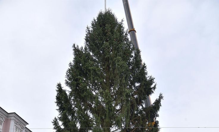 Archivbild – 2021 kommt der Linzer Christbaum aus Eggerding (Foto: Stadt Linz/Dworschak)
