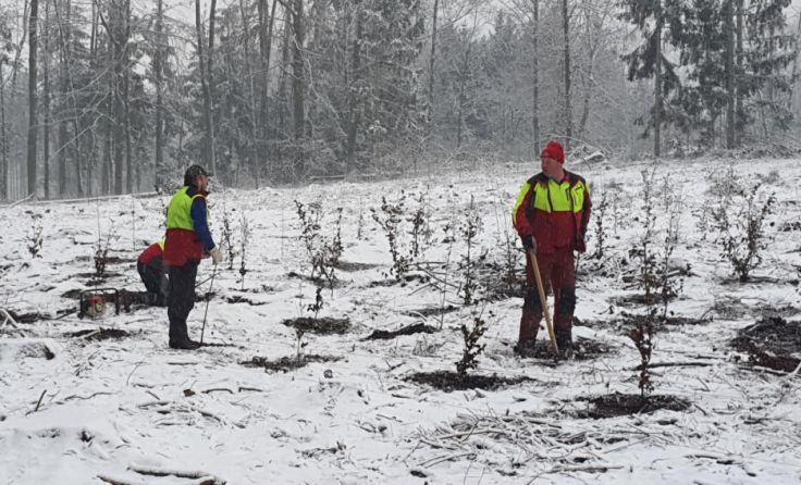 Das Forstteam bei der Arbeit (Foto: Stadt Linz)