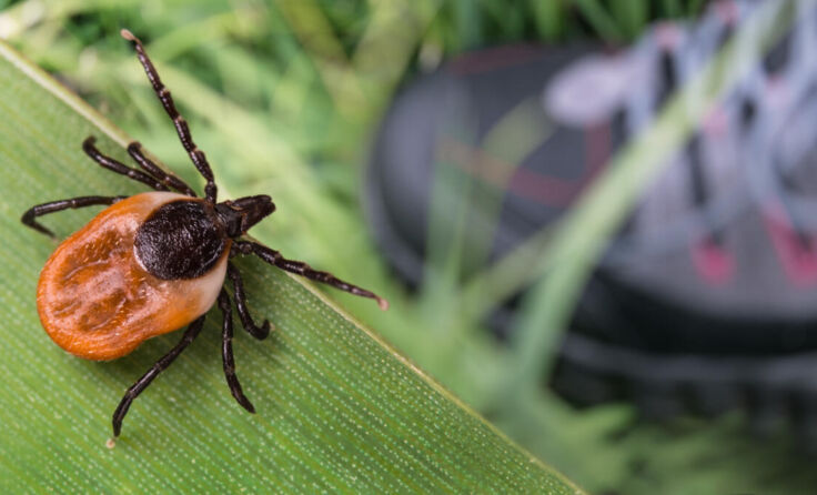  (Foto: KPixMining/Shutterstock.com)