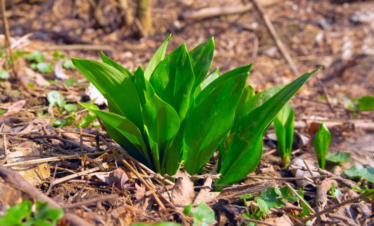 Augen auf beim Bärlauchpflücken (Foto: Rejdan/Shutterstock.com)