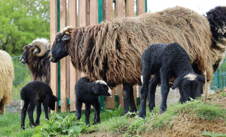 Bei den Ouessantenschafen gab es gleich Dreillinge. (Foto: Zoo Linz)