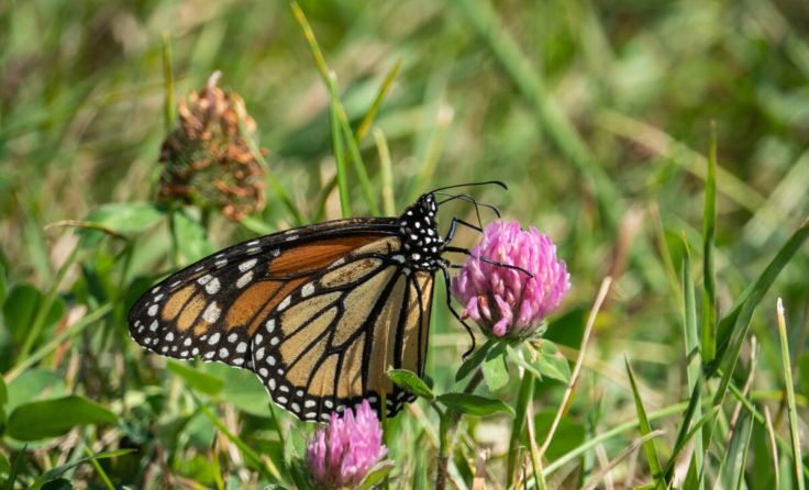 Die Teilnehmer zählen ausgewählte Tiere und Pflanzen. (Foto: Erik/stock.adobe.com)