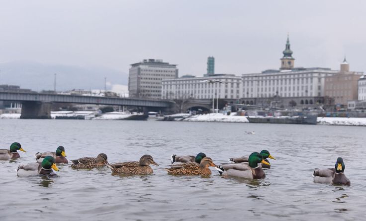 (Foto: Stadt Linz/Dworschak)
