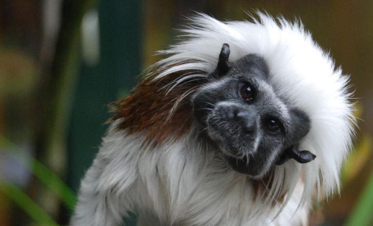 Beim Workshop erfahren Kinder mehr über die Tierhaltung im Zoo. (Foto: Zoo Linz)