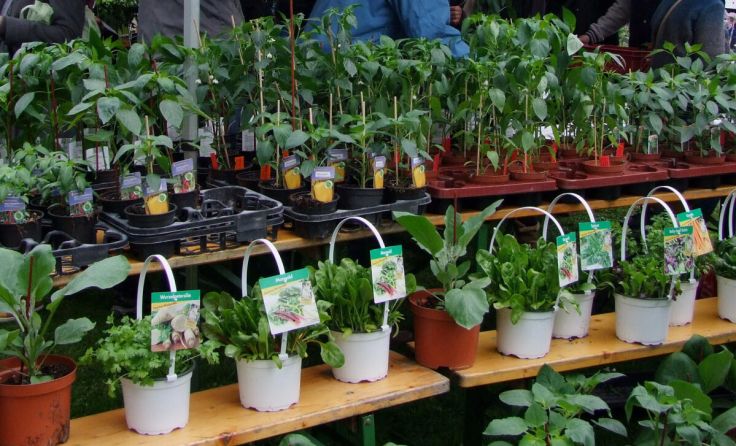 Die Auswahl lässt die Herzen von Hobbygärtnern schneller schlagen. (Foto: Botanischer Garten)