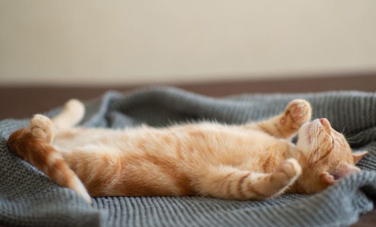 Betroffene sind kaum für Aktivitäten zu gewinnen. (Foto: Khorzhevska/stock.adobe.com)