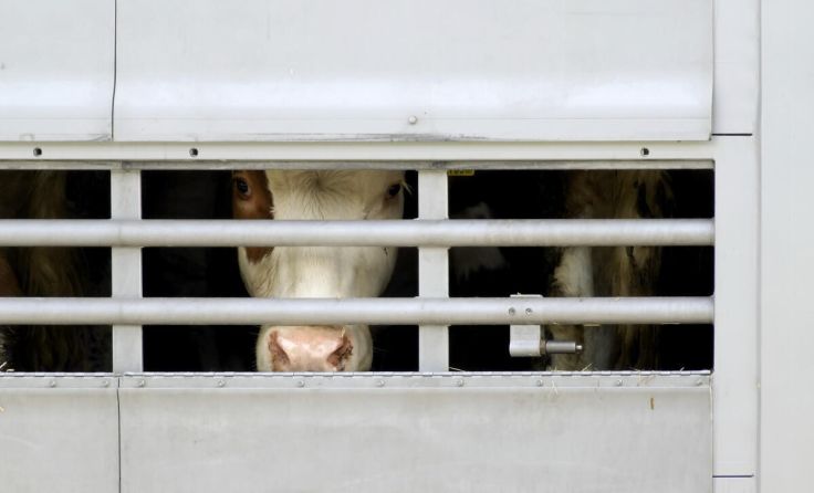 cows in a transport car (Foto: Richard Schramm/stock.adobe.com)