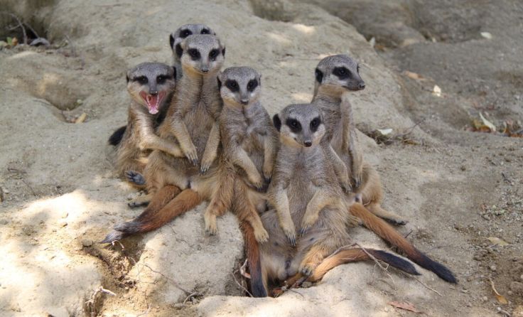  (Foto: Zoo Linz)