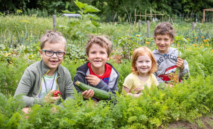 Besonders für Kinder ist das selbst geerntete Gemüse ein besonderes Erlebnis. (Foto: Morgentau)