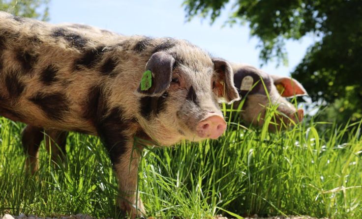 (Foto: Zoo Linz)
