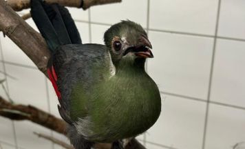 Jungvogel gerettet: Zoo Linz freut sich über seltene Handaufzucht