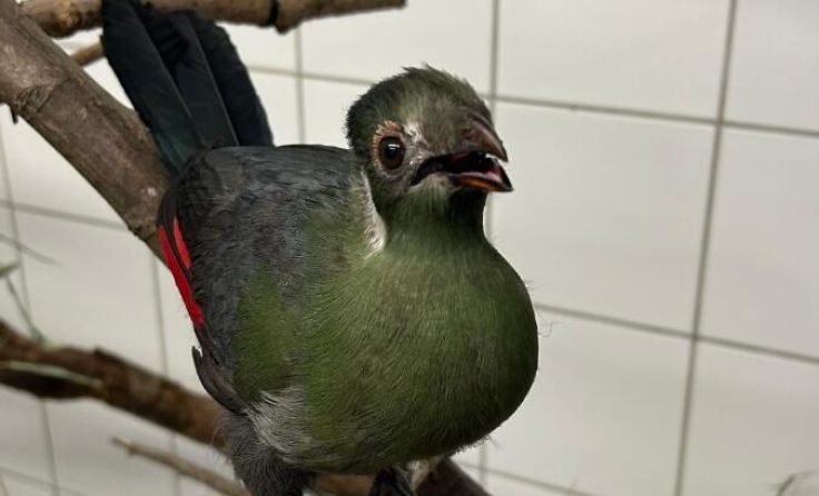 Der kleine Turako hat sich im Zoo Linz prächtig entwickelt. (Foto: Zoo Linz)