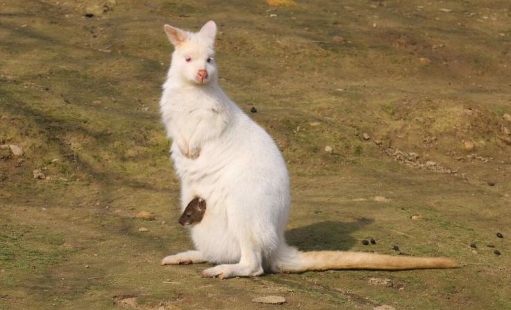 Auch Albino-Bennettkänguru Rosi präsentiert stolz ihren Nachwuchs. (Foto: Zoo Linz)