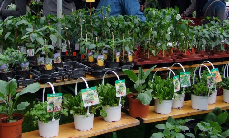 Die Auswahl lässt die Herzen von Hobbygärtnern schneller schlagen. (Foto: Botanischer Garten)