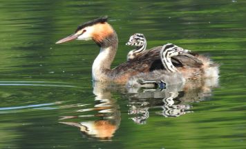 Vogel-Exkursion rund um die Weikerlseen