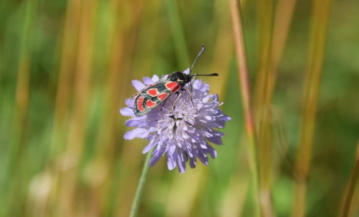 Ein Esparsetten-Widderchen (Foto: Gudrun Fuß)