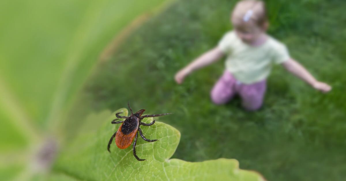 Risks from tick bites still underestimated