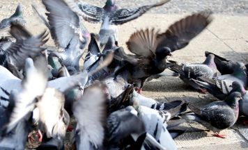 Taubenfüttern und Rauchen auf Spielplätzen soll verboten werden