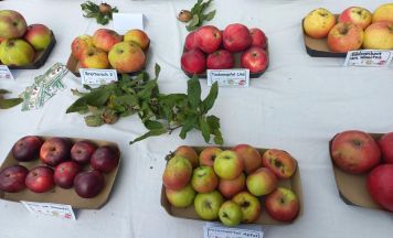 Tag der alten Obstsorten in Linz