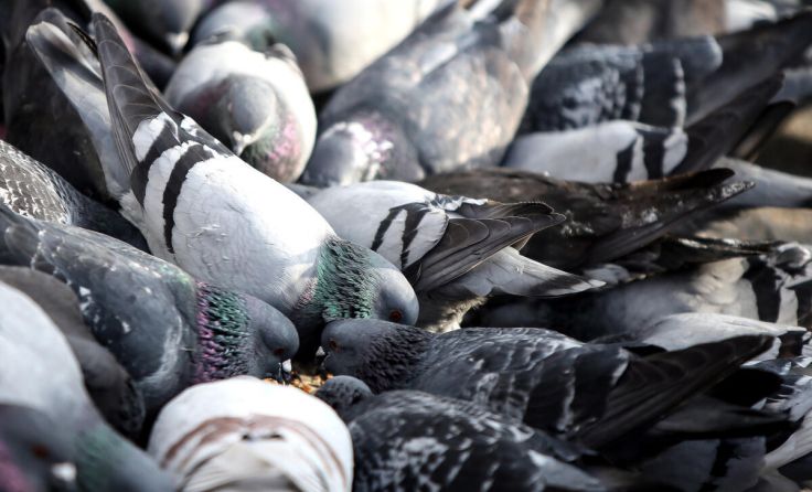 Auf der Tagesordnung steht auch ein Taubenfütterungsverbot. (Foto: VOLKER WEIHBOLD)