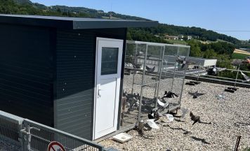 Petition fordert Taubenhäuser in Linz statt nur Fütterungsverbot