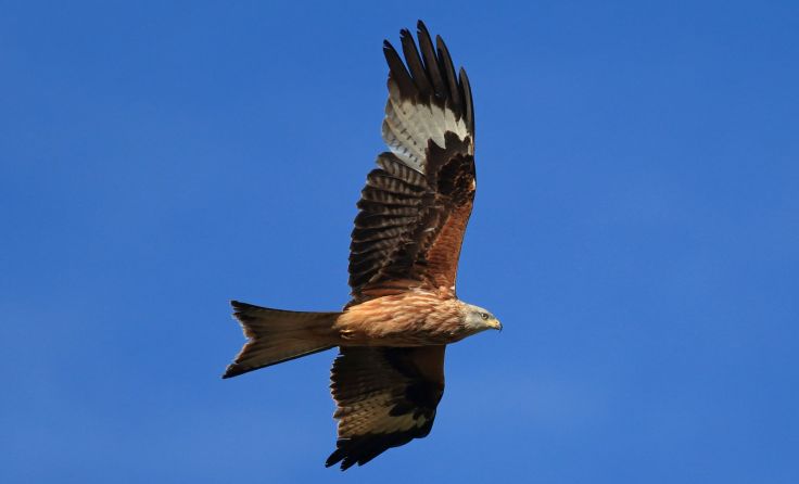 Foto: Harald Pfleger