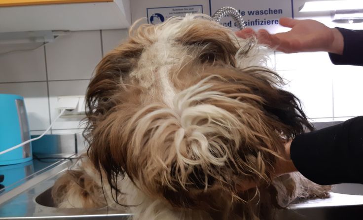 Foto: Pfotenhilfe
