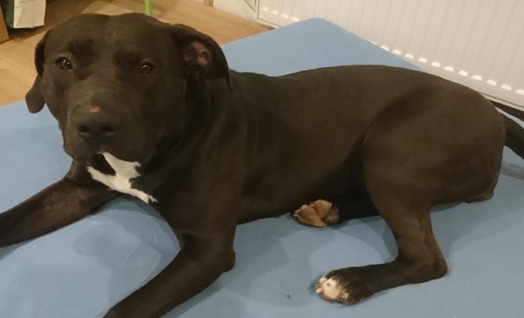 Foto: Pfotenhilfe