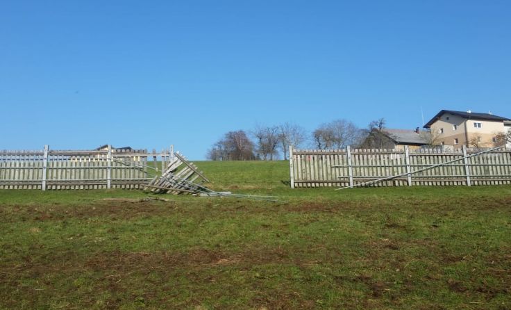 Foto: Pfotenhilfe