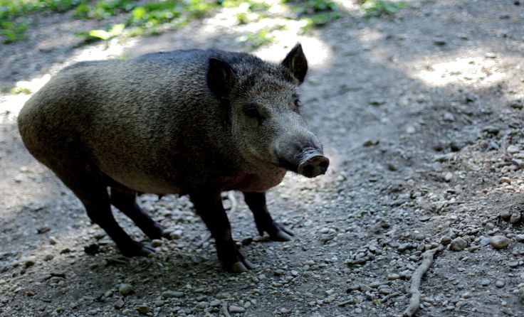 Foto: Weihbold
