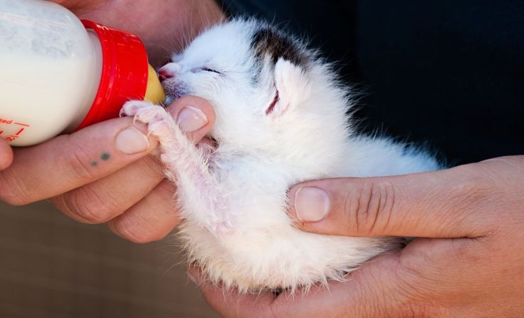 Foto: Pfotenhilfe/LucBridel